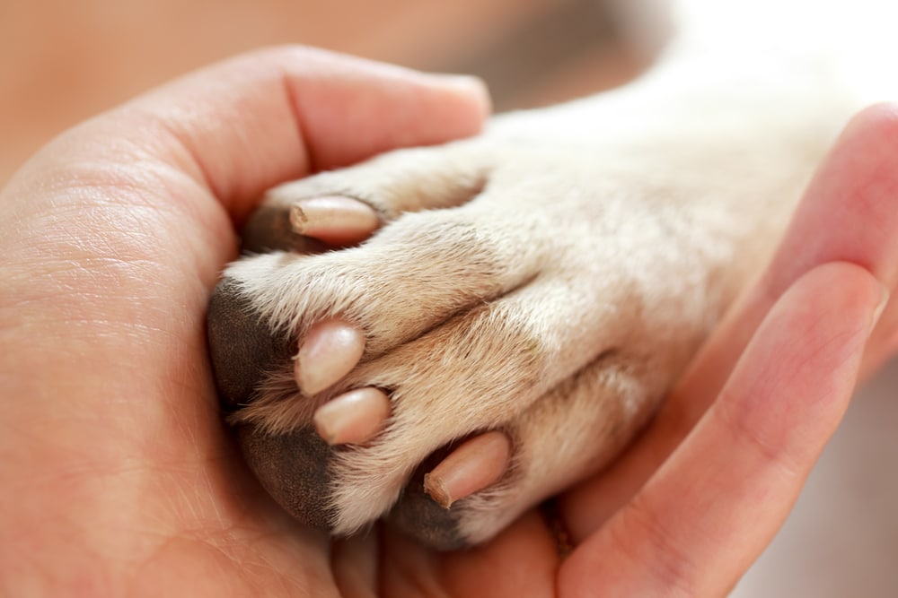 Pet Loss Support Meetings