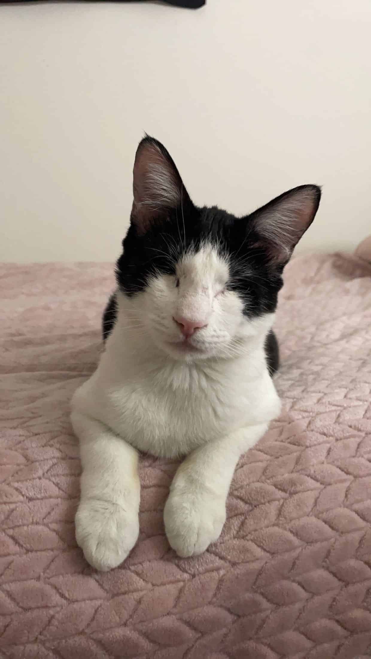 Adoption Update – Benjamin & Spot