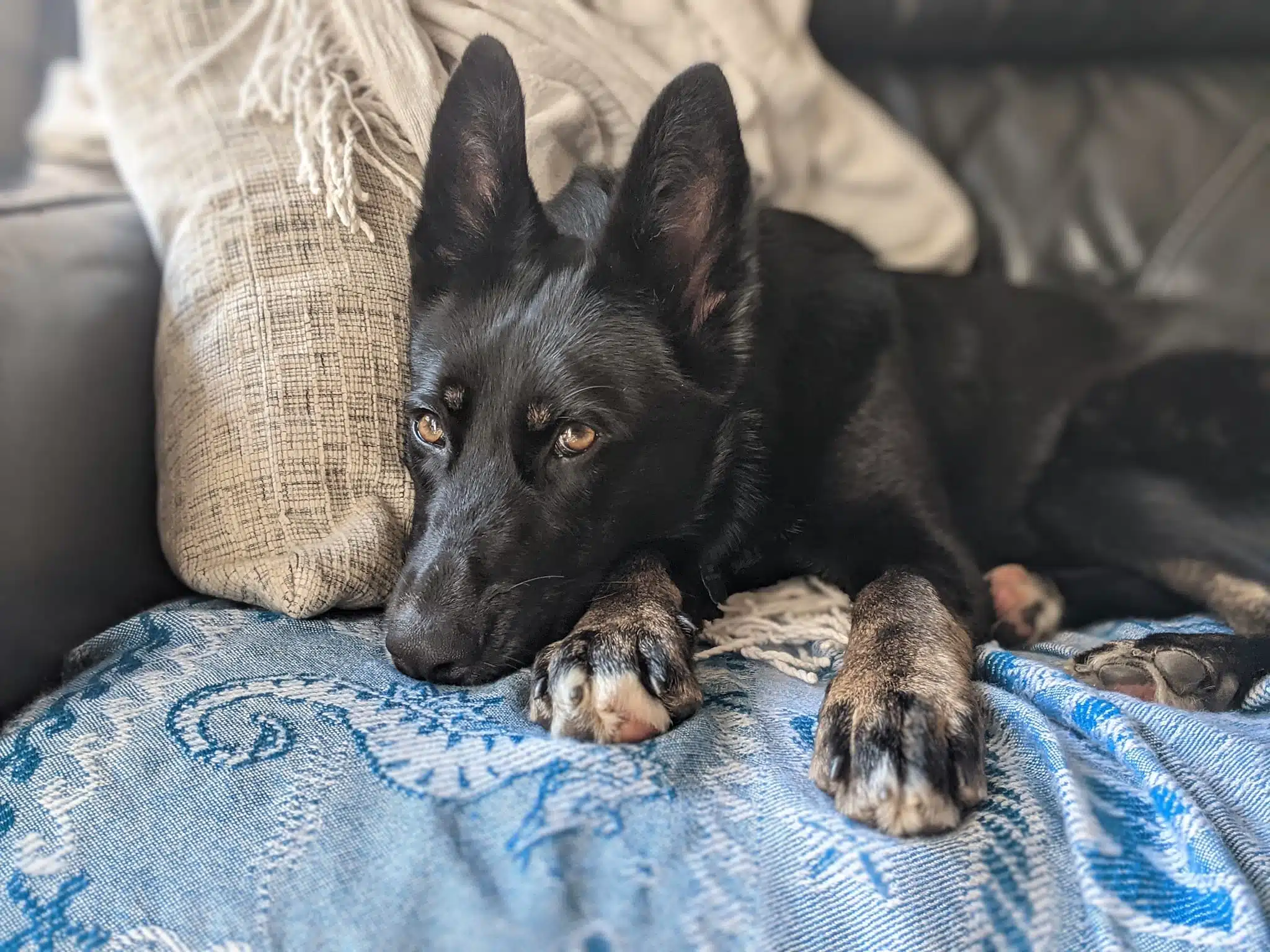 Protected: Krypto – Shelter to Service