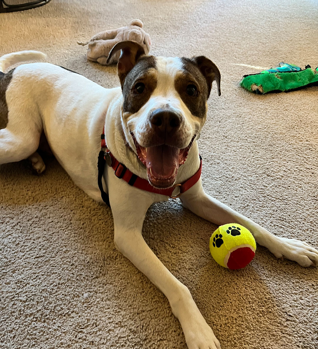 Adoption Update – Ember