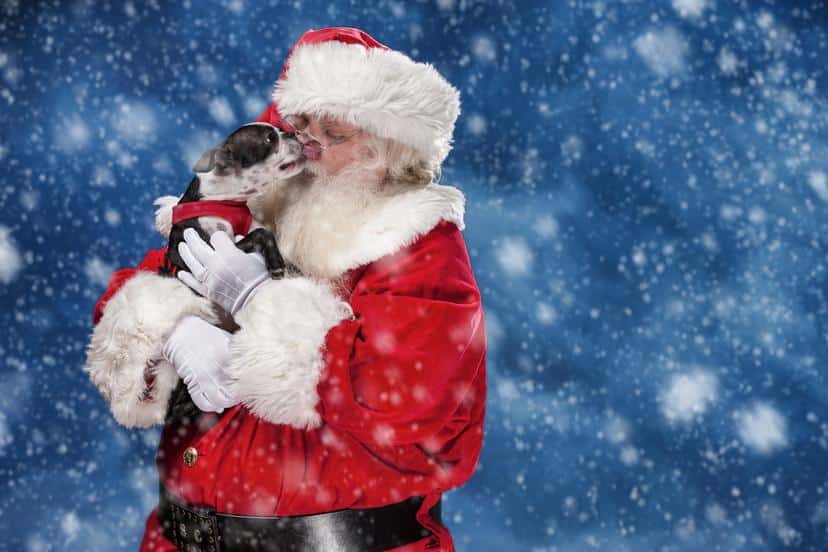 Holiday Pet Photos at Joybound