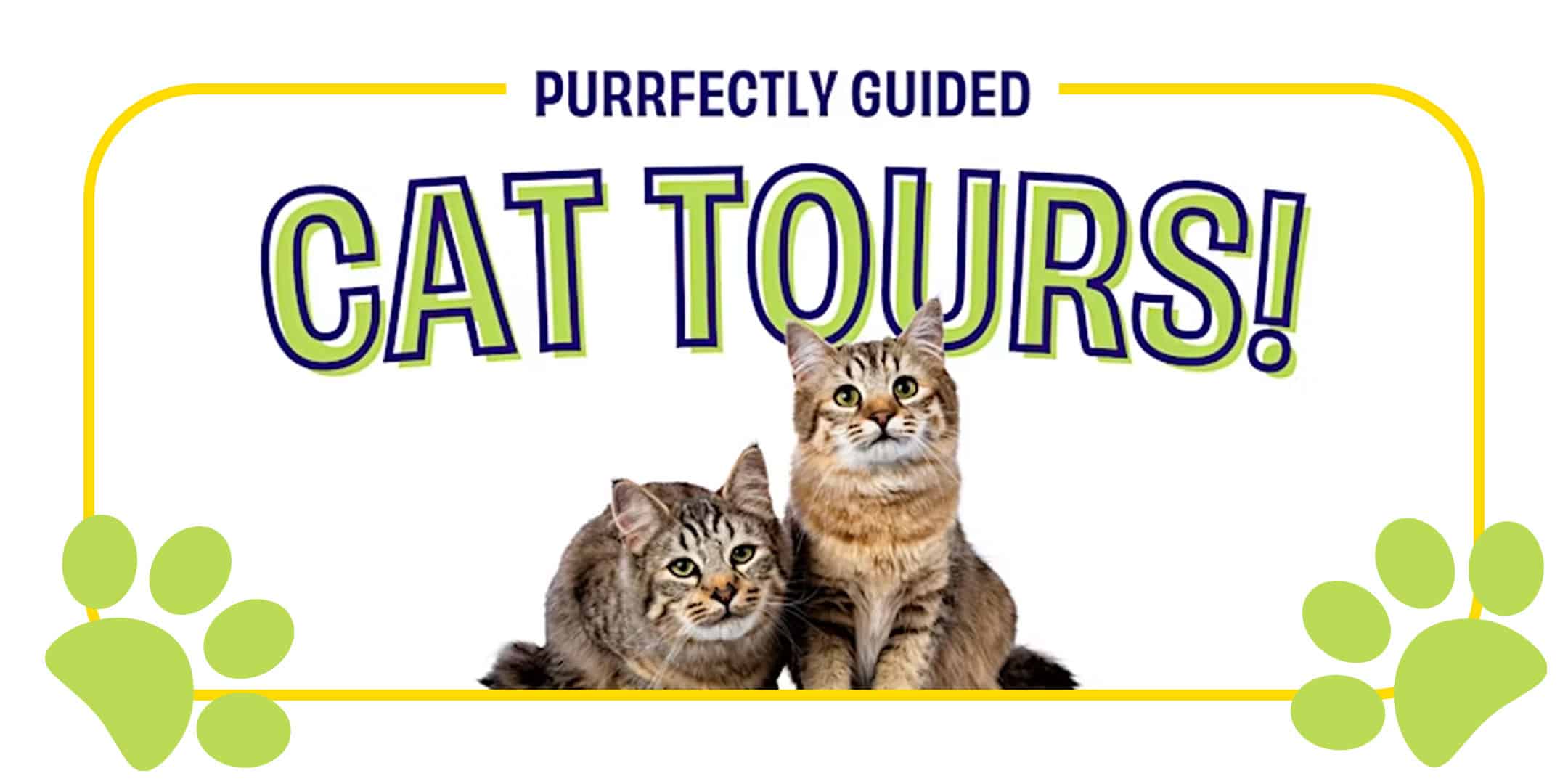 Free Guided Cat Tour