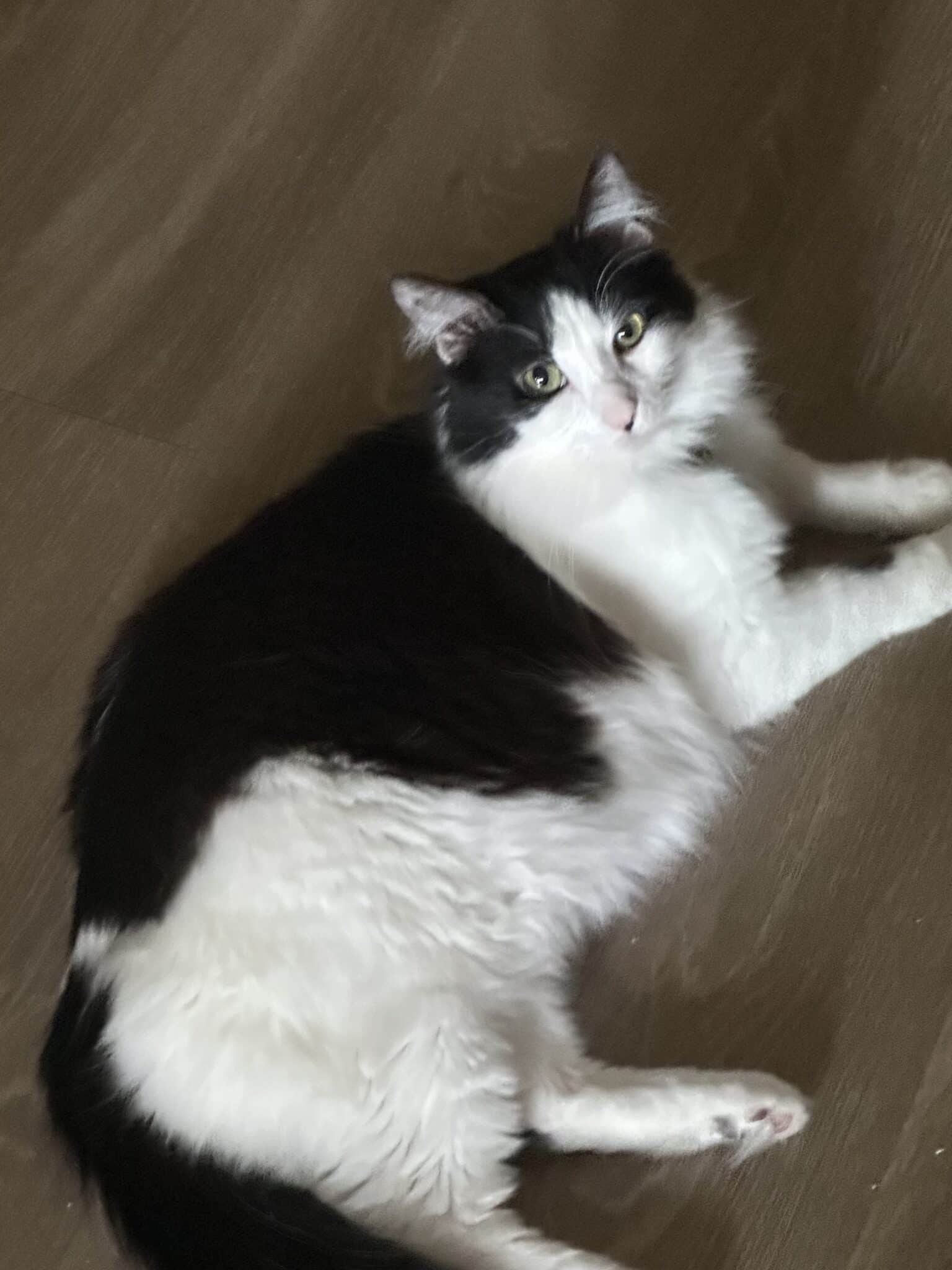 Merlin’s Second Chance