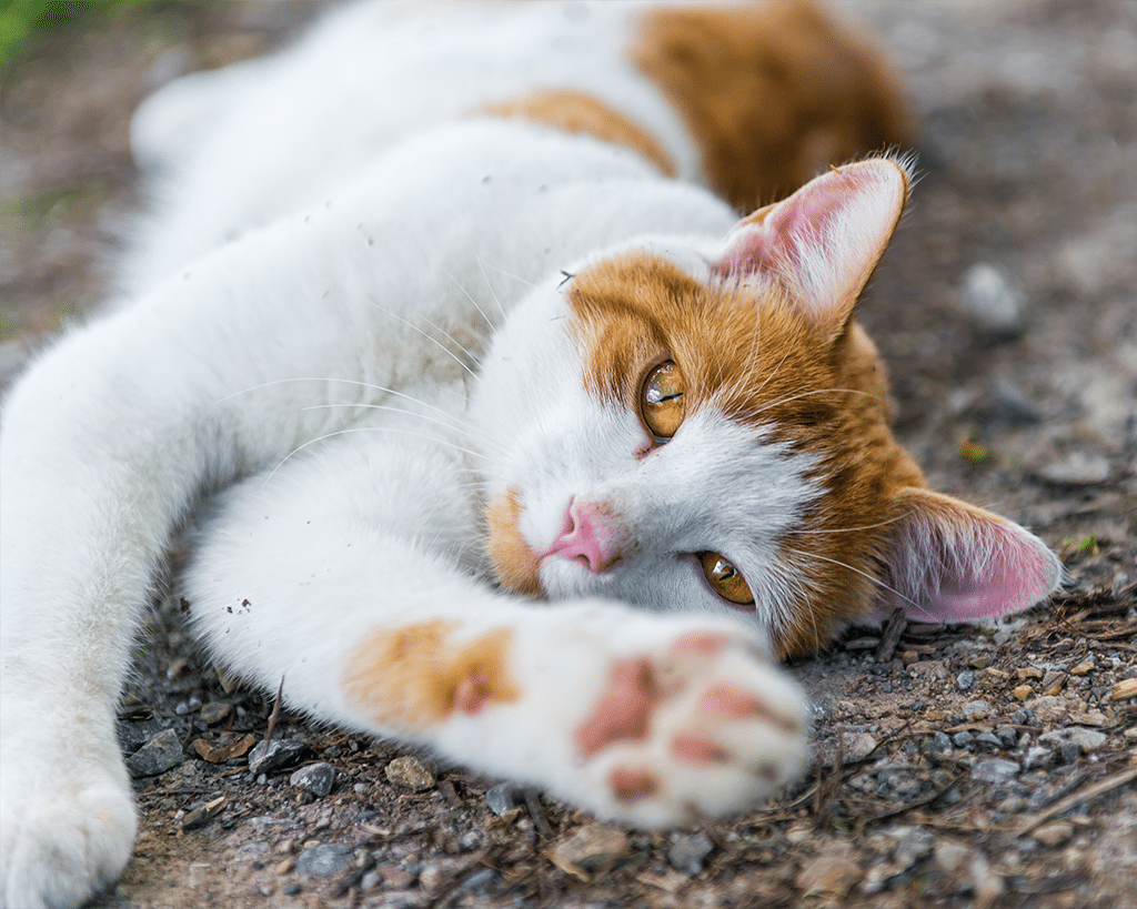 What Do You Do if You Find a Lost or Injured Animal?