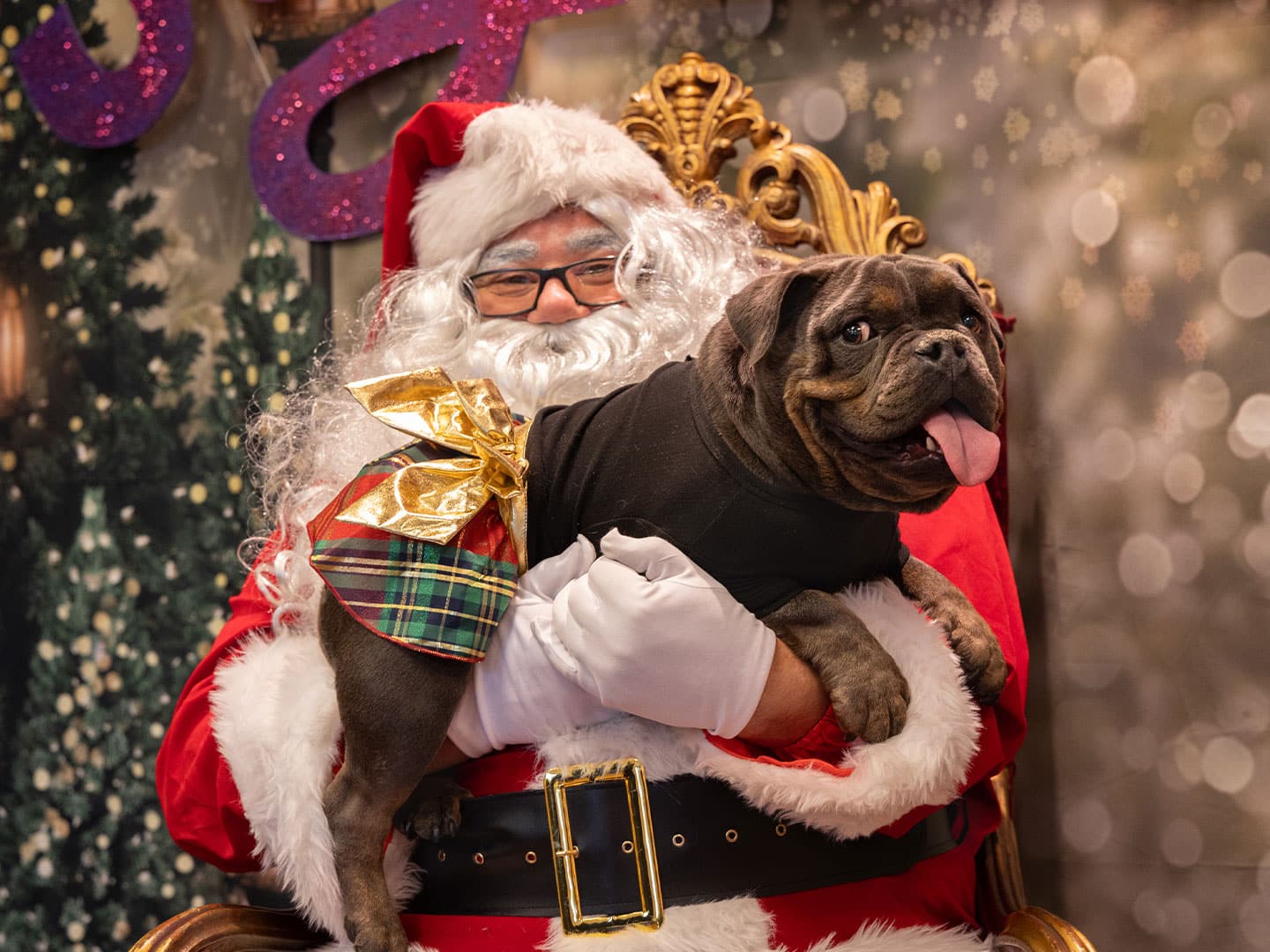 Pet Photoshoot Recap – December 6