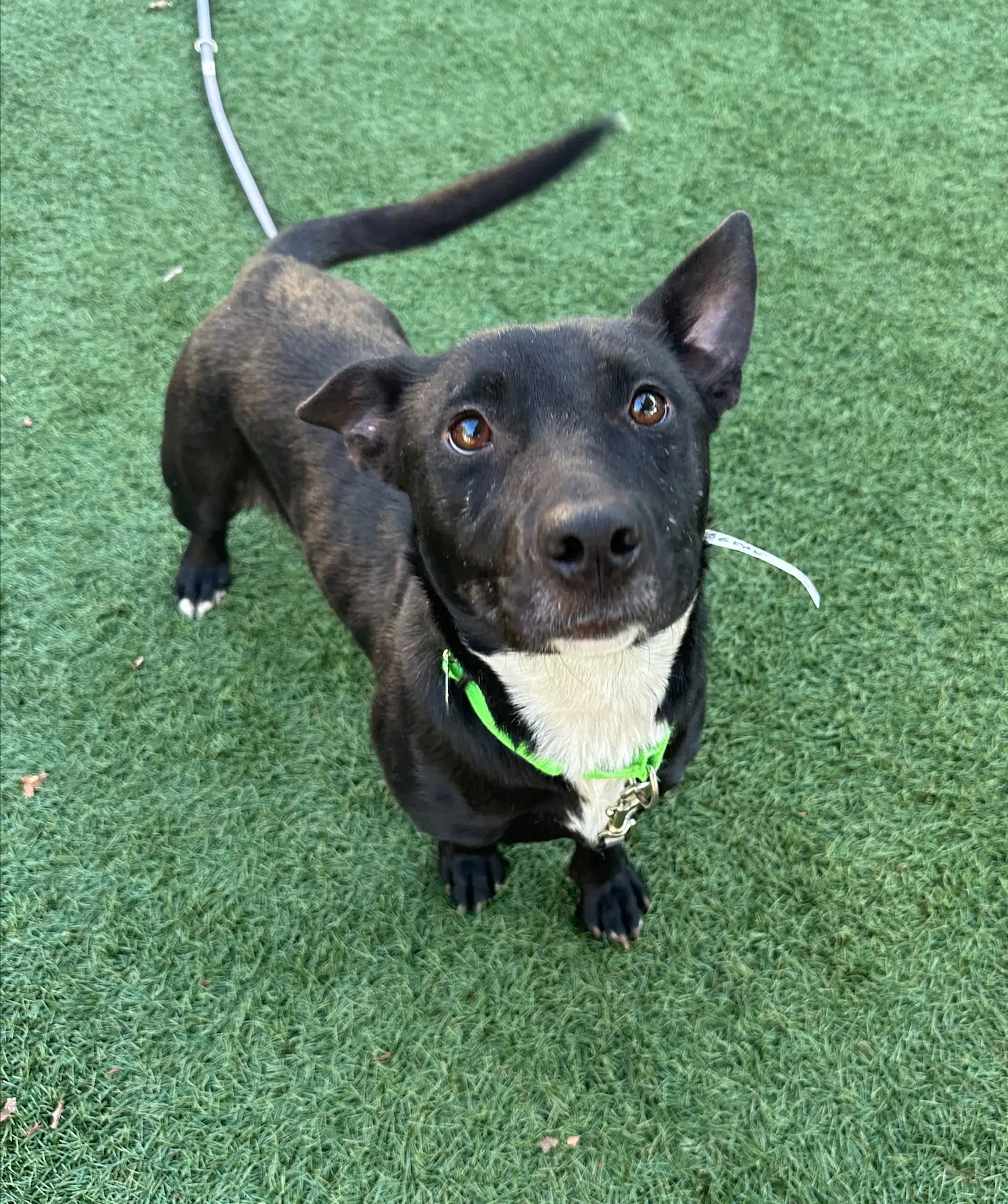 Spotlight Pet – Week of December 15