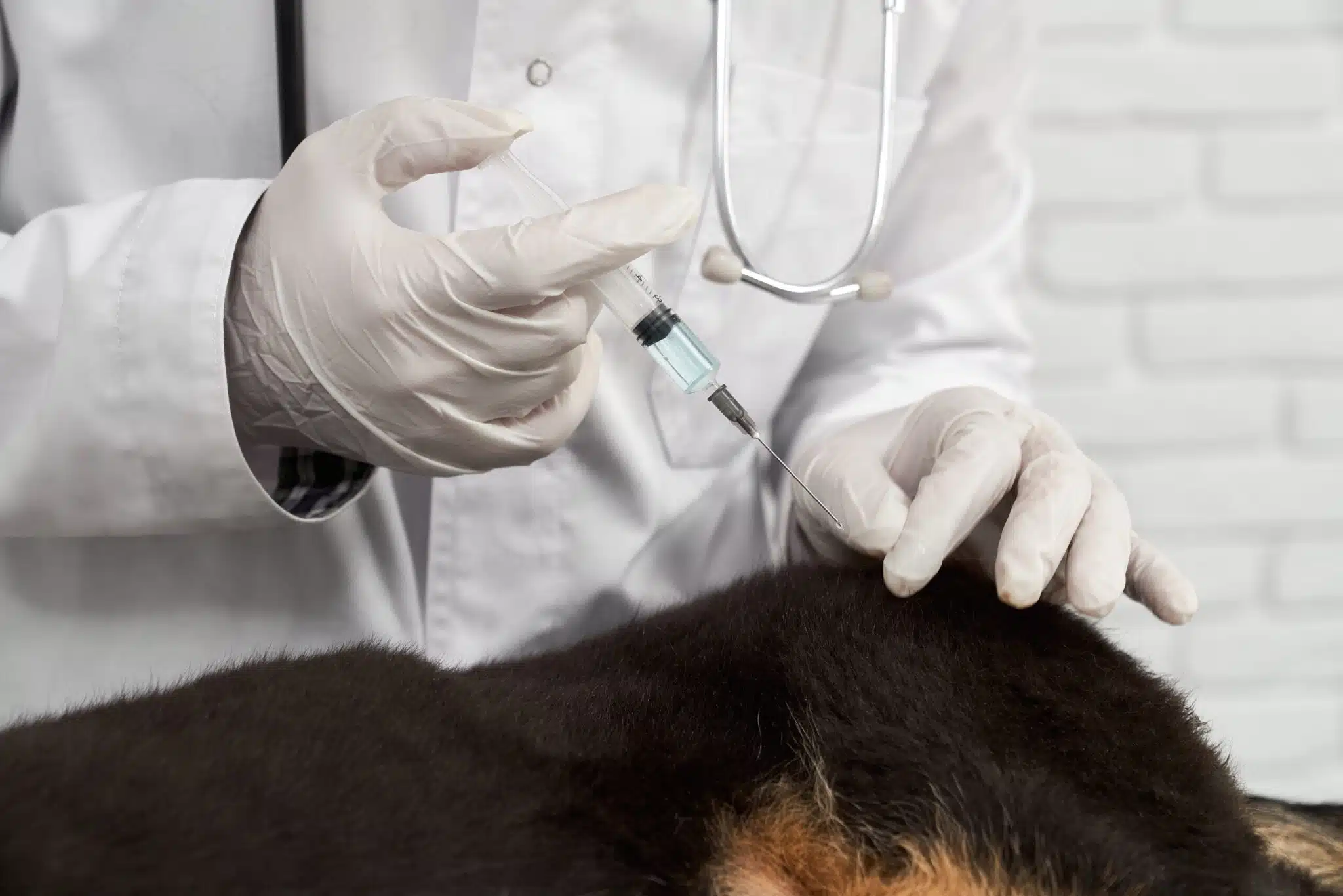 Protected: Rabies Vaccine Recall Notice