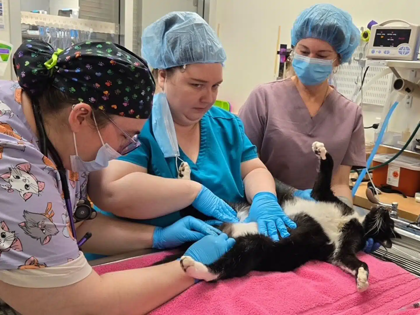 Community Cat Fix Fest Recap – February 28