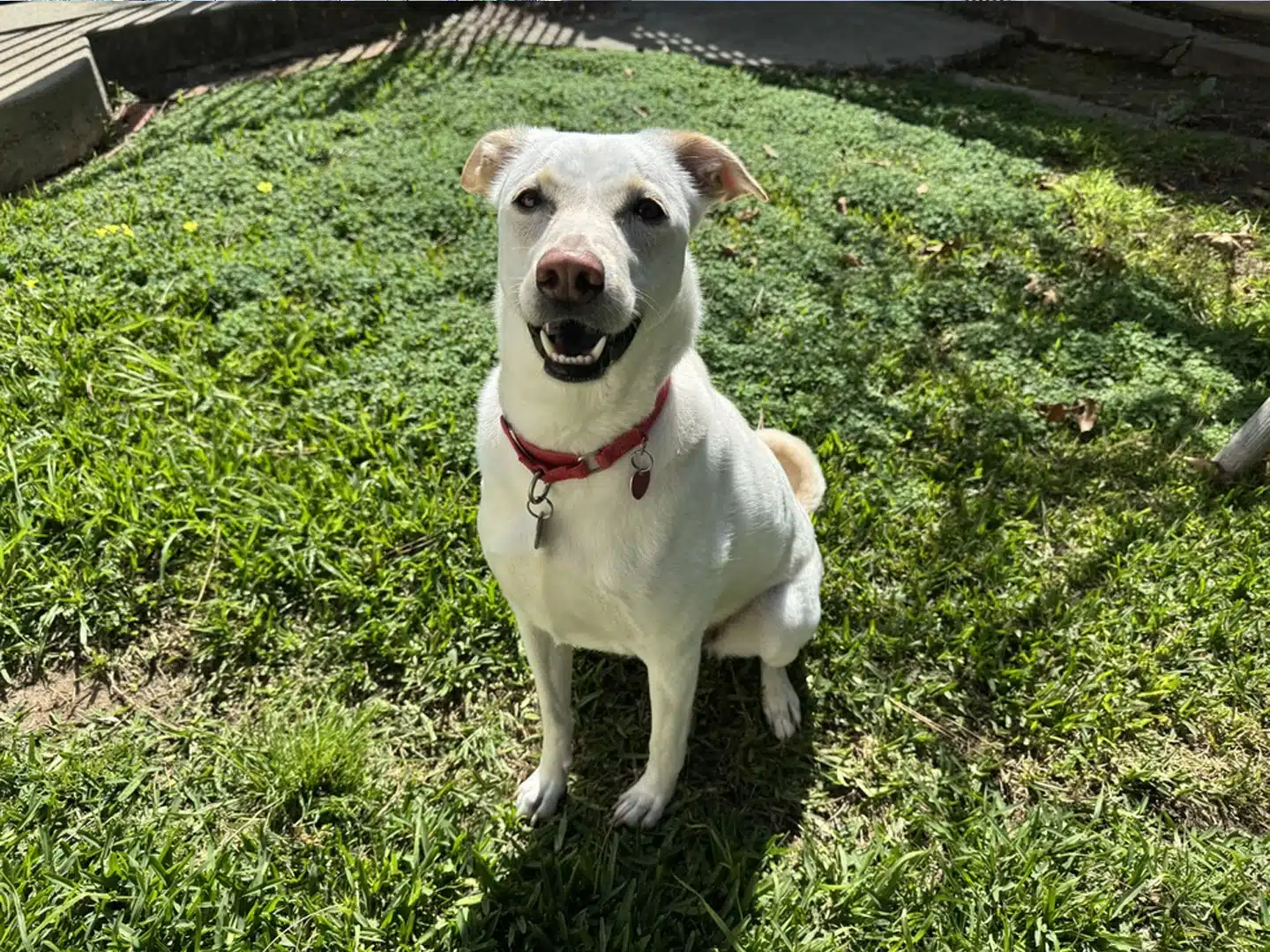 2026 Paw-parazzi Pet Photo Contest Winners – April 3